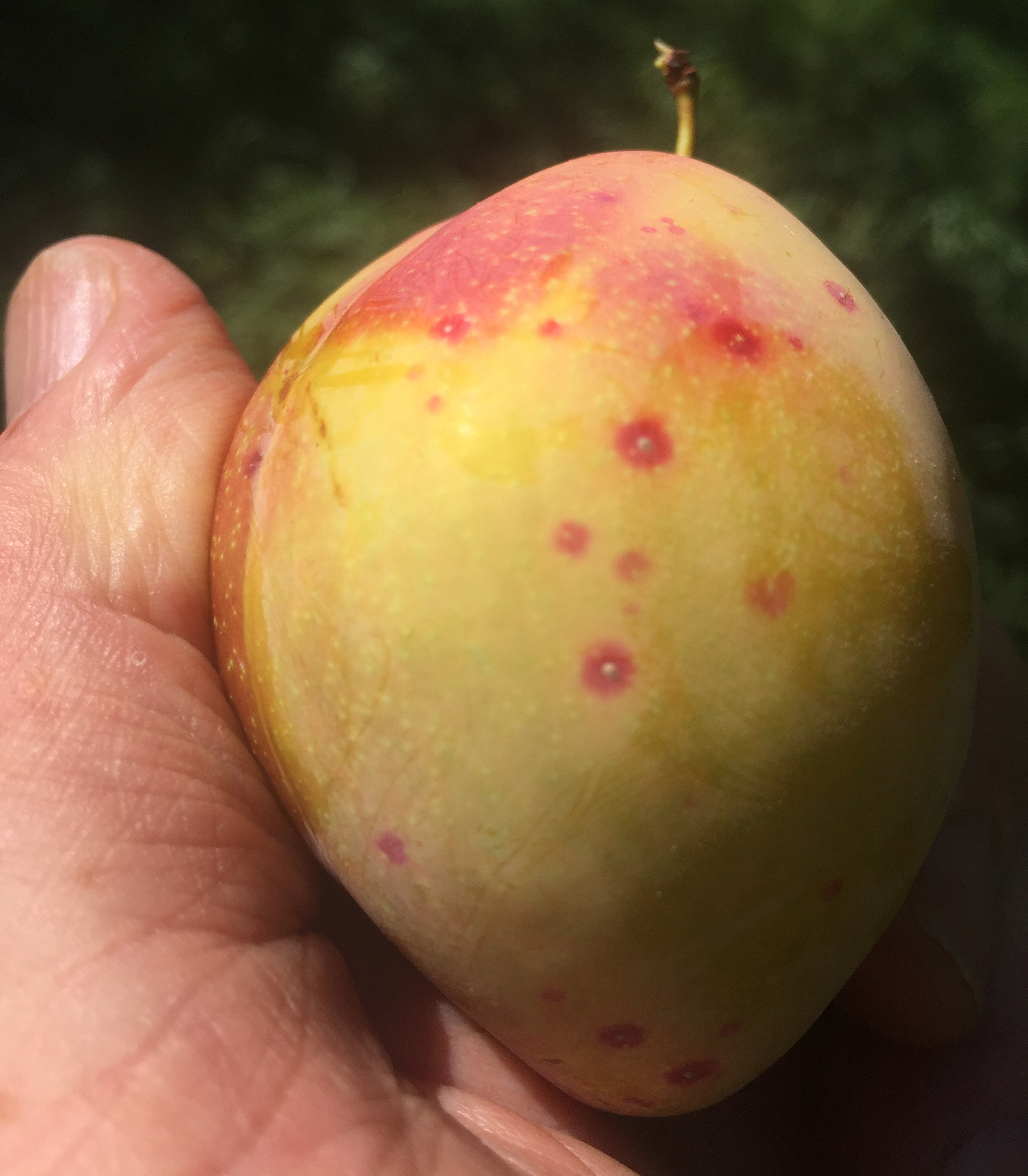 Red spots on plum.